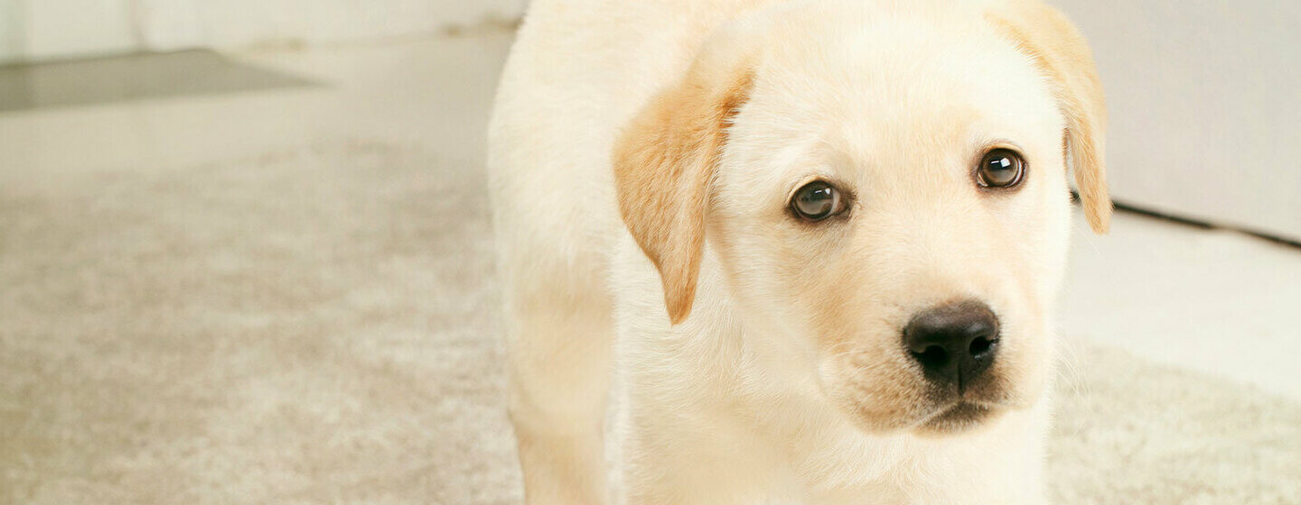 Labrador retriever hot sale anxiety